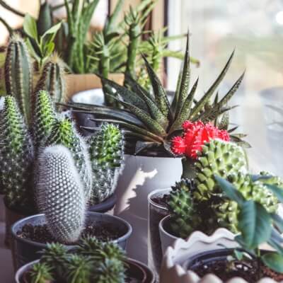 many cactuses and succulents in small pots near a window