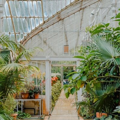 view of the inside of a greenhouse with tropical palm trees
