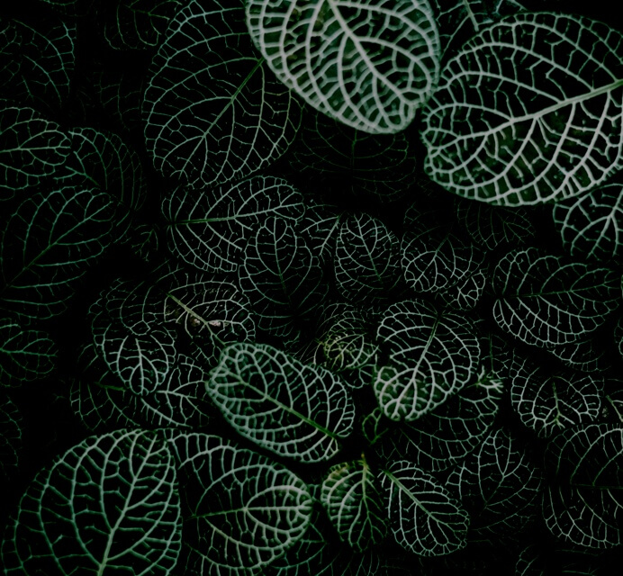 dark green leaves with light green veins