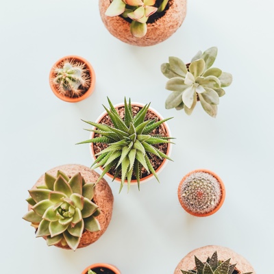 aerial view of many small succulents on a white table